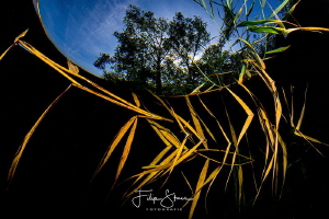 Reed in Snell's window, pond of Ekeren, Belgium by Filip Staes 